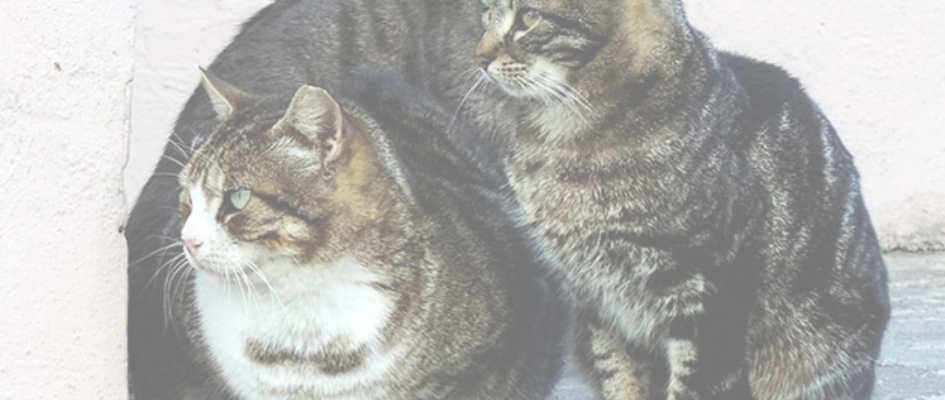 Programa gestión ética colonias felinas